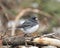 Junco Stock Photo. Perched on a branch displaying grey feather plumage, head, eye, beak, feet, with a blur background in its