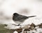 Junco Stock Photo. Standing on snow and brown leaves feeding with a blur white background and enjoying its environment and habitat