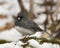 Junco Stock Photo. Standing on snow and moss rock with a blur background and enjoying its environment and habitat in the forest.