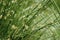 Juncus effusus in rain and sunlight, UK, summer.