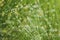 Juncus effusus in rain, UK, summer