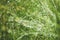 Juncus effusus in rain, UK, summer