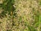 Juncus subnodulosus, the blunt-flowered rush growing in europe