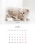 June 2024 Photo calendar with cute kitty
