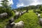 June 26, 2021 Lysych mountain meadow, Carpathians, Ukraine. Traditional sheep breeding in the Carpathians. A shepherd in the mount