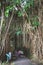 June 26 2023, Majestic and sprawling Banyan tree with impressive aerial roots