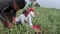 June 28th, 2023, Nagthat, Uttarakhand, India. Uttarakhand, India. Indigenous garhwali women picking peas during harvesting season