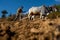 June 28th 2023 Uttarakhand, India. A native old man in the Mountains Ploughing his field with a pair of oxes. Garhwal Region of