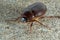 June Beetle