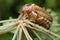 June Beetle (Amphimallon solstitiale) on the plant