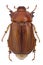 June beetle (Amphimallon vernale)