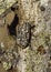 June beetle - Walker - Polyphylla fullo