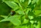 June bug beetle on pointy green leaf