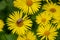 June bug , the cockchafer,is a large yellow Daisy