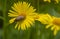 June bug , the cockchafer,is a large yellow Daisy