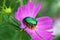 June bug Cotinis nitida  on pink cosmos flower