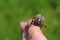 A June bug crawling on a finger