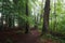 June dawn, misty morning in the forest, path among the trees