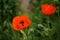 June in the garden, red poppy in full bloom, close-up