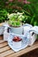 June or july garden scene with fresh picked organic wild strawberry and chamomile flowers on wooden table outdoor