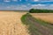 June landscape with an earth road among ripe wheat agricultural fields