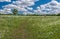 June landscape with wild camomile field and lonely cow