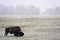 June Snowstorm and Bison, Yellowstone