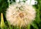 June. Some wildflowers are covered with seeds with lightweight fuzz-parachutes.