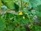June is the time for flowering cucumbers