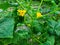 June is the time for flowering cucumbers