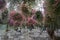 Juneau, Alaska: Tourists relaxing under the hanging flowered plants at Glacier Gardens