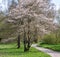 Juneberry Amelanchier lamarckii, flowering tree