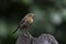 Junenile robin Erithacus rubecula on a branch