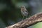 Junenile robin Erithacus rubecula on a branch