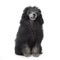 Jung black poodle sitting in a white background