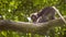 Jung dusky leaf monkey, langur in forest playing with an other, Railay, Krabi, Thailand