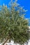 Jung Olive tree with rich harvest (just difficult to see) in Casares, Andalucia, Spain