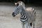Jung striped Zebra in the zoo