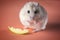 Jungar hamster with a slice of apple