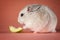 Jungar hamster with a slice of apple