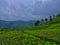 Jungel nature tea indonesia tea plantation natural