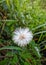 Junggul flowers that have bloomed and are often found in the rice fields