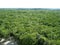 Jungle aerial view in central america Mexico