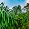 Jungle in the Arenal region of Costa Rica, La Fortuna, Costa Rica. Central America