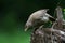 Jungle babbler