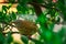 Jungle babbler Argya striata in perch, sitting on branches of orange or lemon tree. Bird hiding in green leaves in natural