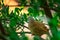 Jungle babbler Argya striata in perch, sitting on branches of orange or lemon tree. Bird hiding in green leaves in natural