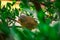 Jungle babbler Argya striata in perch, sitting on branches of orange or lemon tree. Bird hiding in green leaves in natural