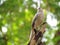 Jungle babbler bird majestic perched