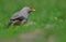 Jungle babbler bird natural nature wallpaper Indian